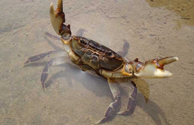 螃蟹养殖过程中出现逃跑的原因 