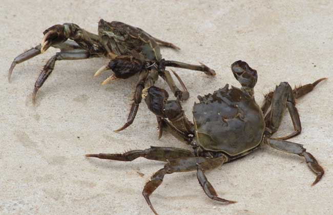 螃蟹烂肢病防治方法