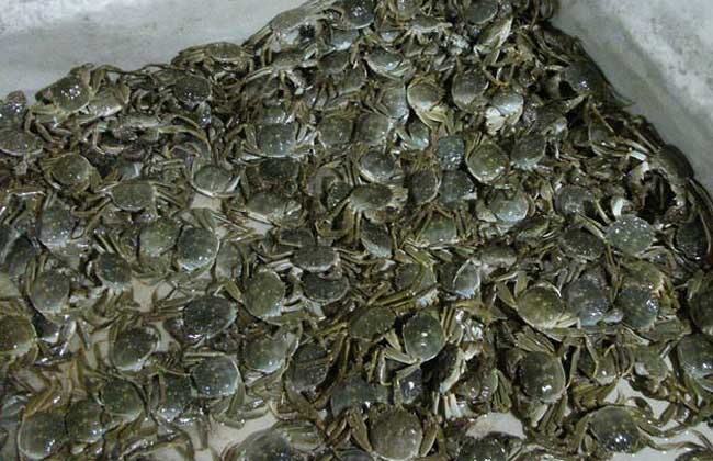 大闸蟹养殖冬季投放蟹苗的优势