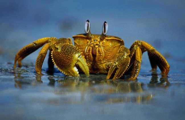 螃蟹常见的养殖方式有哪些