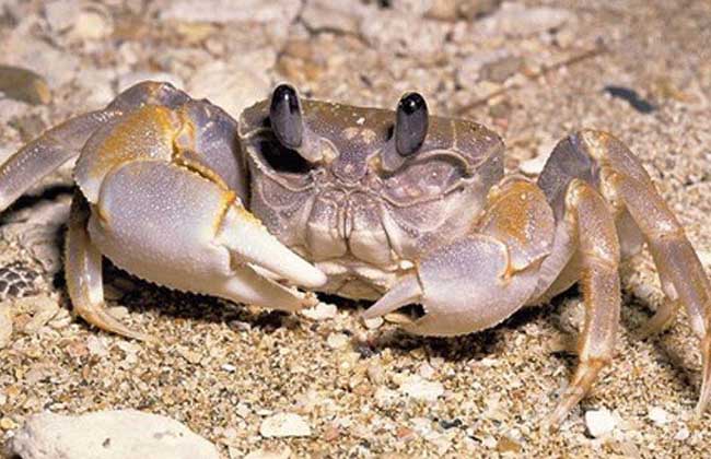 秋季河蟹死亡的原因分析及预防措施