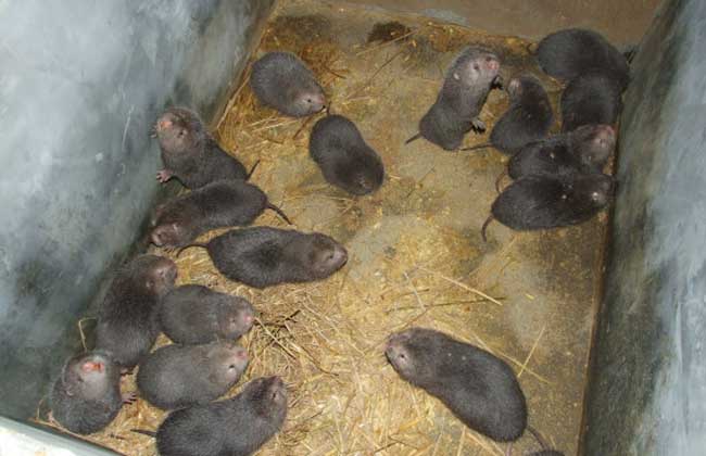 竹鼠养殖场日常工作管理方案