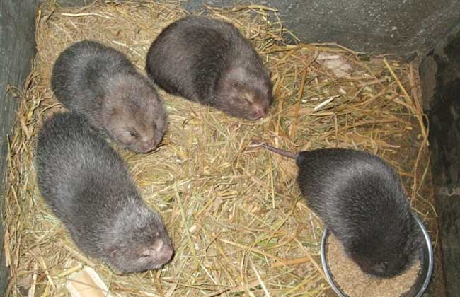 竹鼠舍养殖环境的控制方案