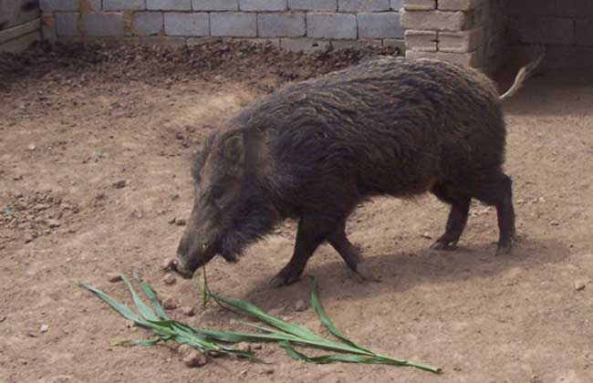 野猪养殖场圈舍建造方法