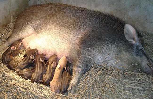 特种野猪养殖的六大误区