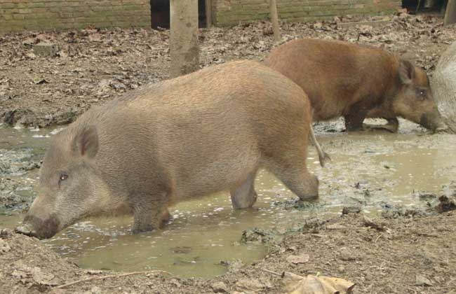 野猪养殖场的建设参考方案