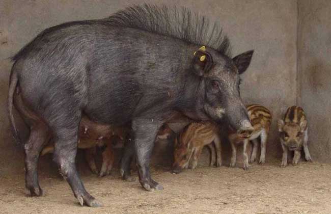 野猪的生活习性与繁殖特性