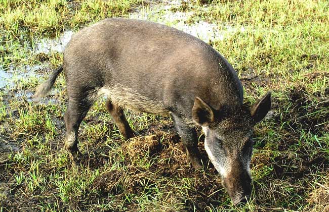 野猪的生活习性与繁殖特性