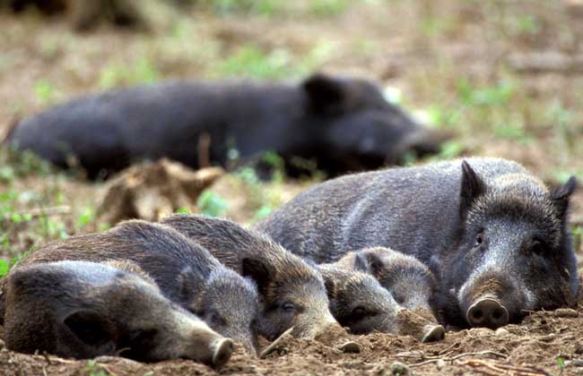 特种野猪冬季管理方案