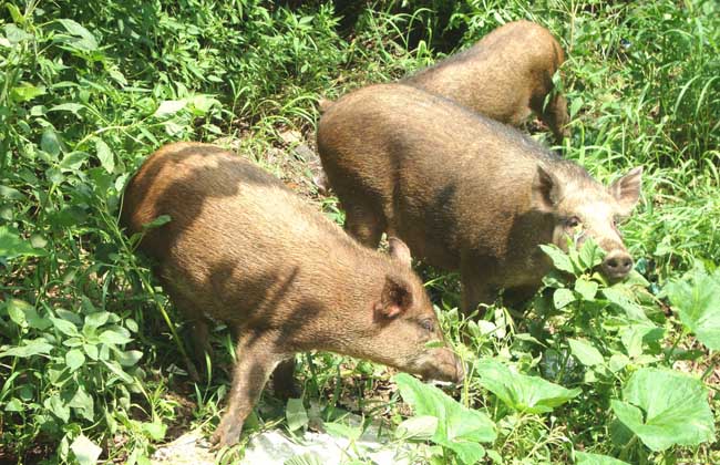 野猪养殖的几种错误养殖方法