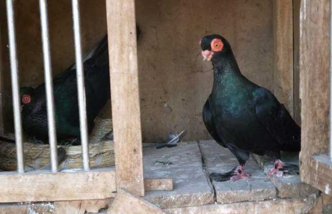 肉鸽养殖常用的饲料配方和保健砂配方