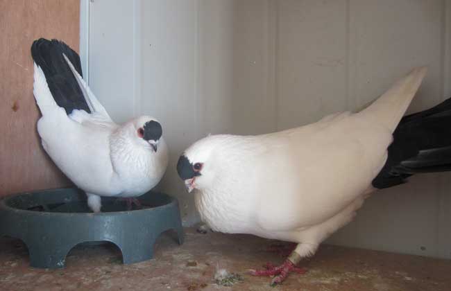 鸽子养殖户怎么选择鸽子养殖设备