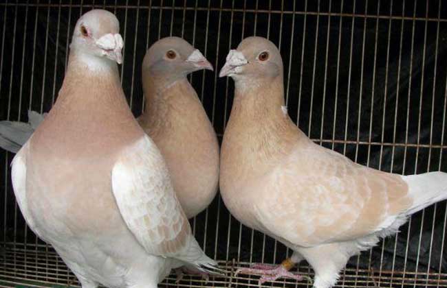 鸽子养殖户如何才能引进优良肉鸽品种