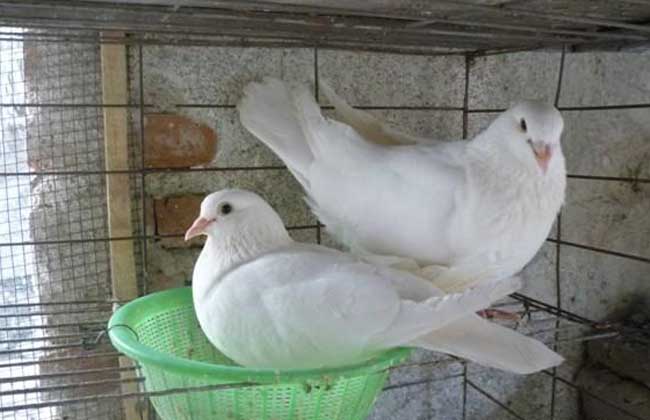 白羽王鸽的养殖管理技术