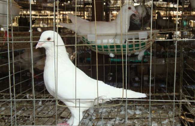白羽王鸽高产养殖技术