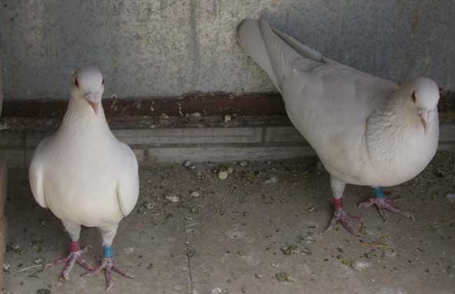 肉鸽常规饲养管理技术