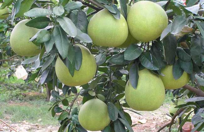 柚子种植环境和条件