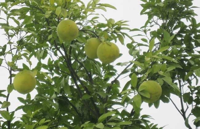 柚子种植技术视频