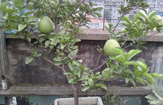 盆栽柚子树的养殖方法