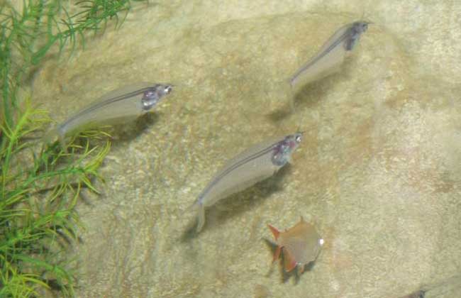 淡水鱼的三种养殖方式