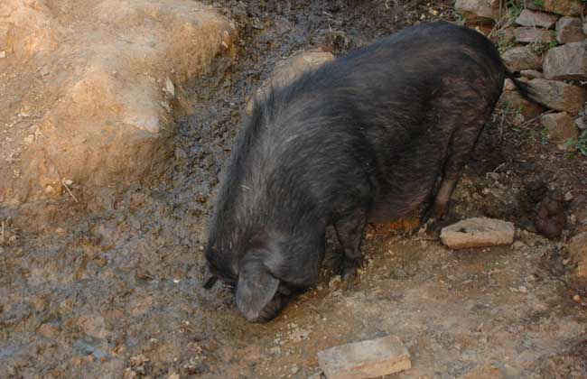特种野猪养殖常见问题