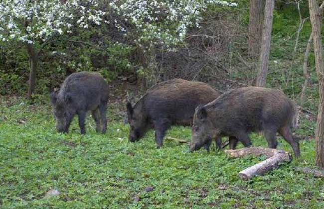 野猪的人工饲养方法与技巧