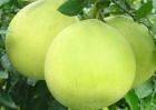 柚子种植技术视频