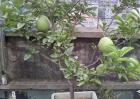 盆栽柚子树的养殖方法