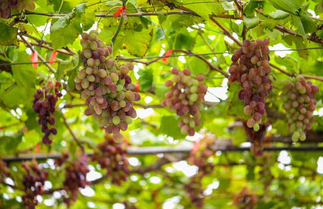 葡萄种植技术视频