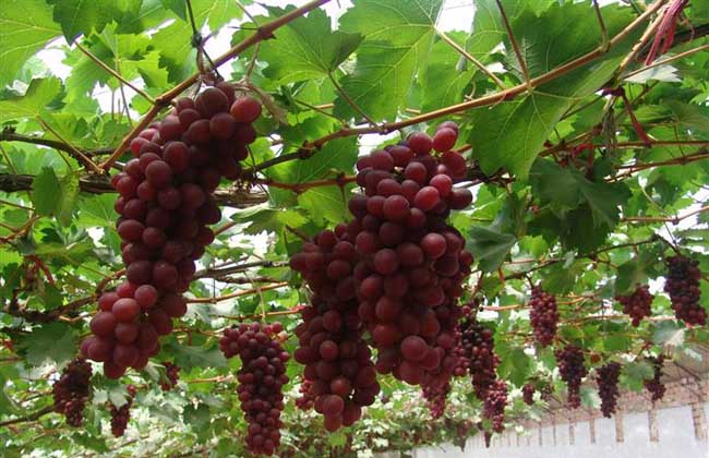 葡萄种植技术视频
