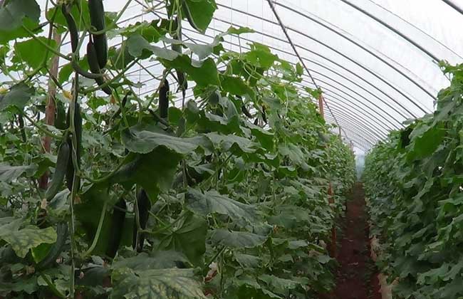 大棚蔬菜种植技术视频
