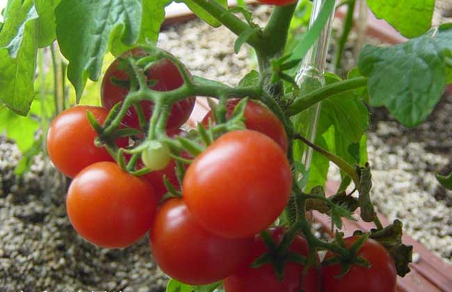 番茄种植技术视频