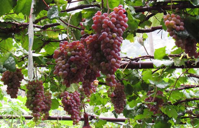 巨峰葡萄种植技术视频