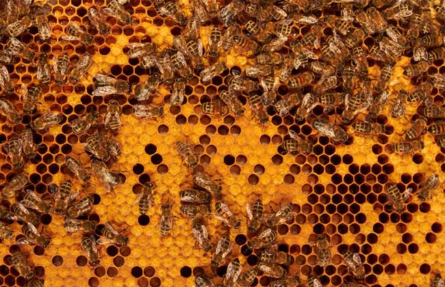 养蜂技术视频