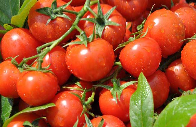西红柿怎样减肥