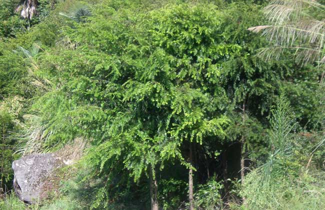 红豆杉种植技术视频