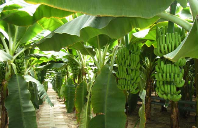 香蕉产地