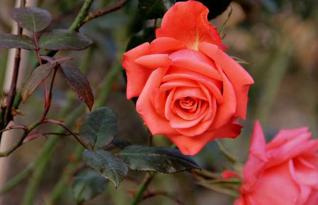 玫瑰花种植技术视频