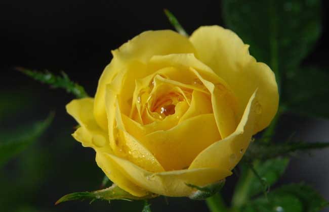 黄玫瑰花语