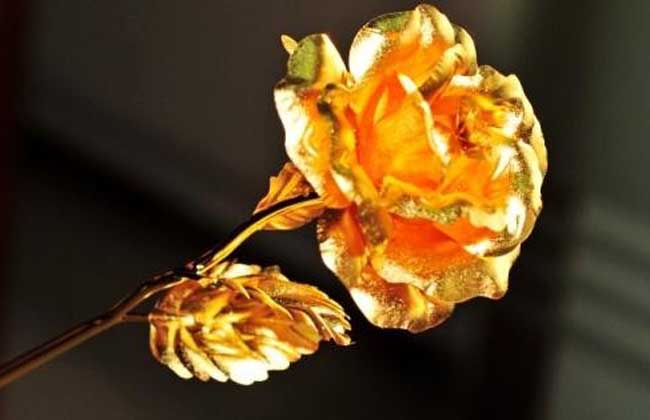金玫瑰花语是什么？