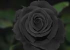 黑玫瑰花语是什么?