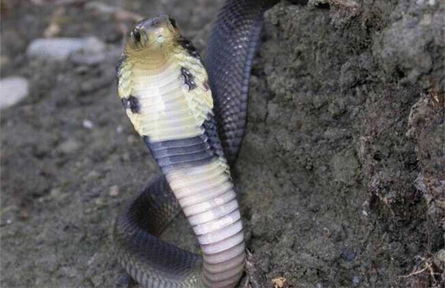 舟山眼镜蛇的毒性强吗？