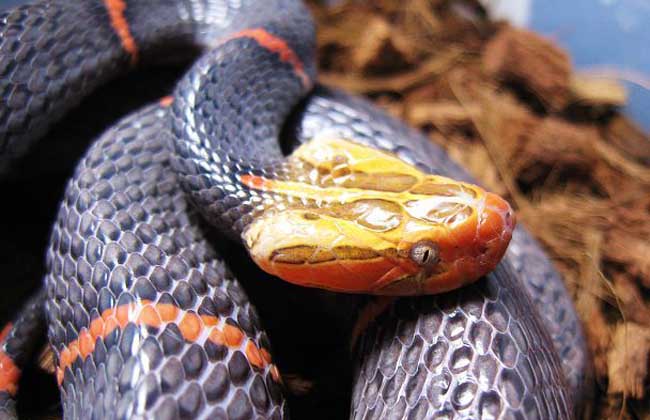 喜玛拉雅白头蛇