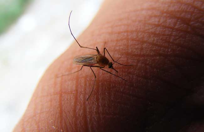 蚊子为什么要吸血