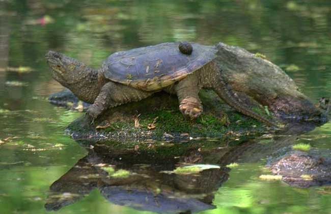 大鳄龟与小鳄龟的区别