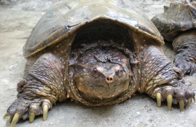 中美拟鳄龟