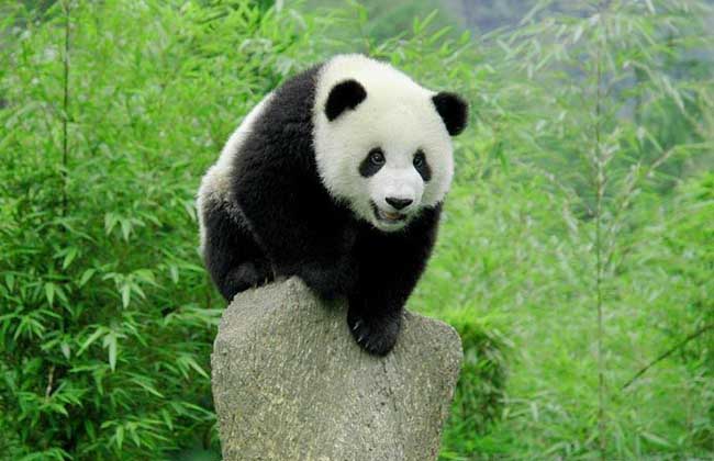 中国十大濒危灭绝的保护动物