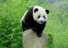 中国十大濒危灭绝的保护动物