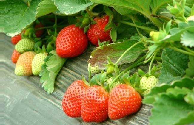 草莓品种图片大全