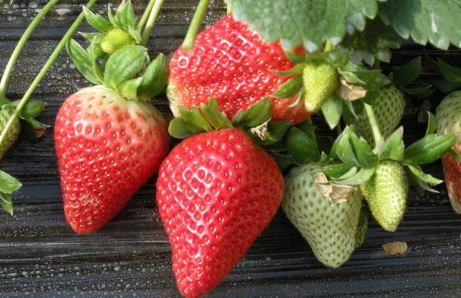 孕妇能吃草莓吗